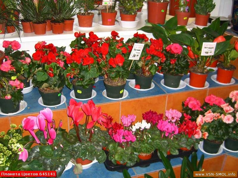 Цветы комнатные купить на авито в омске